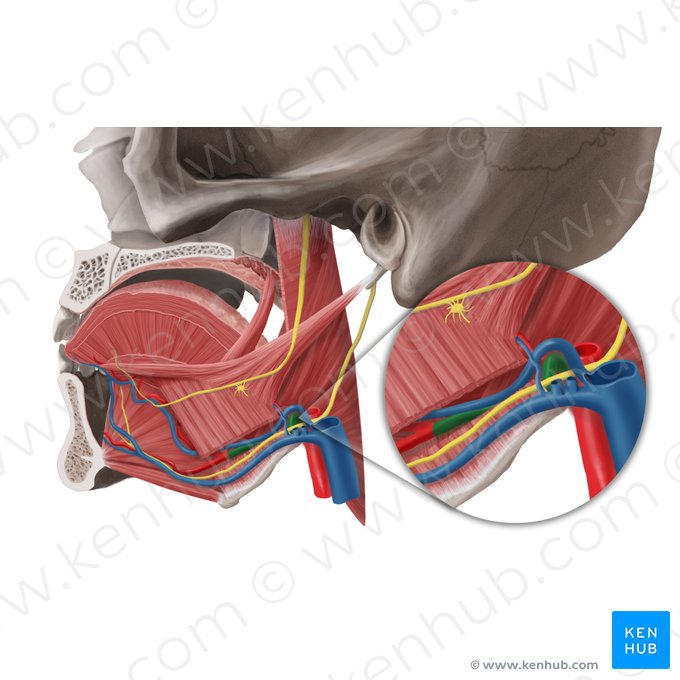 Arteria lingualis (Zungenarterie); Bild: Begoña Rodriguez