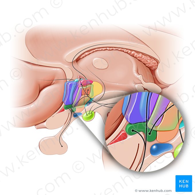 Núcleo supraóptico (Nucleus supraopticus); Imagen: Paul Kim