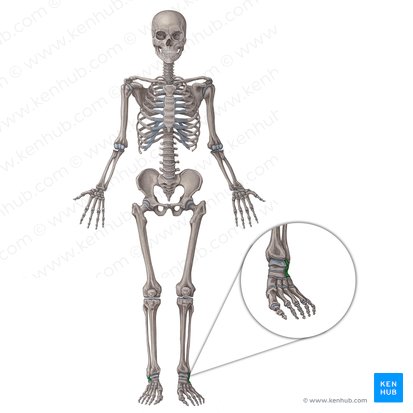 Calcaneus (Fersenbein); Bild: Irina Münstermann