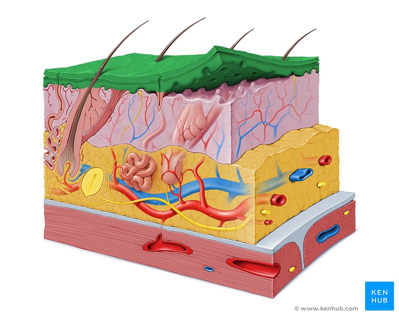 Integumentary outlet