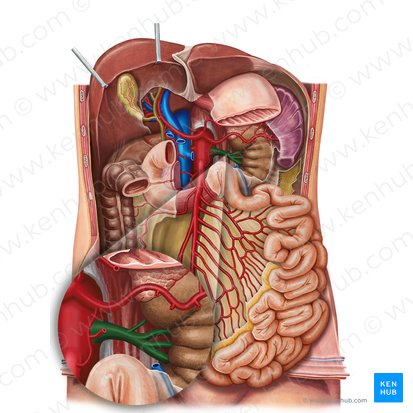 Artéria renal esquerda (Arteria renalis sinistra); Imagem: Irina Münstermann