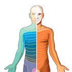 Dermatomas