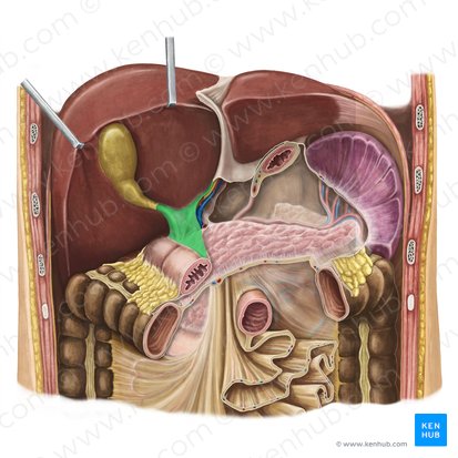 Ligamento hepatoduodenal (Ligamentum hepatoduodenale); Imagem: Irina Münstermann