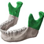 Mandibule