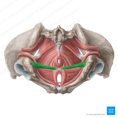 Superficial transverse perineal muscle (Musculus transversus superficialis perinei); Image: Liene Znotina