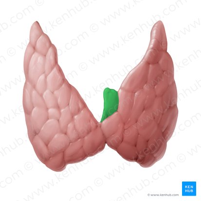 Pyramidal lobe of thyroid gland (Lobus pyramidalis glandulae thyroideae); Image: Begoña Rodriguez