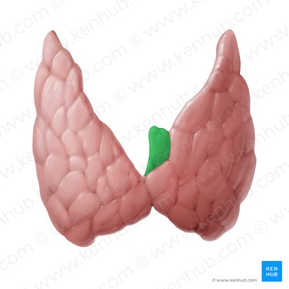 Lóbulo piramidal de la glándula tiroides (Lobus pyramidalis glandulae thyroideae); Imagen: Begoña Rodriguez