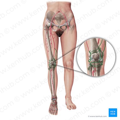 Arterias de la rodilla (Arteriae geniculares); Imagen: Paul Kim