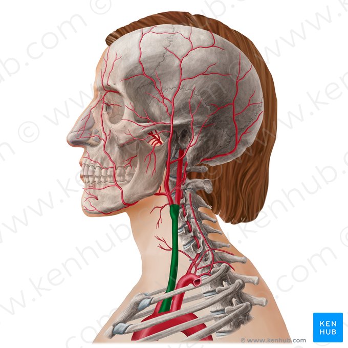 Common carotid artery (Arteria carotis communis); Image: Yousun Koh