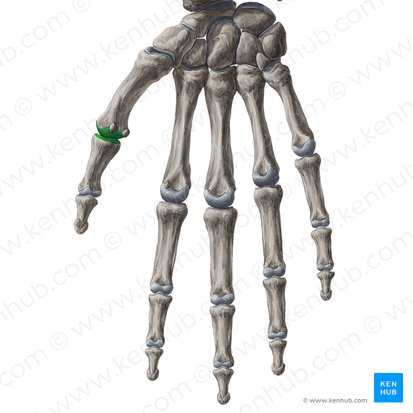 Articulatio metacarpophalangea 1 (Grundgelenk des Daumens); Bild: Yousun Koh