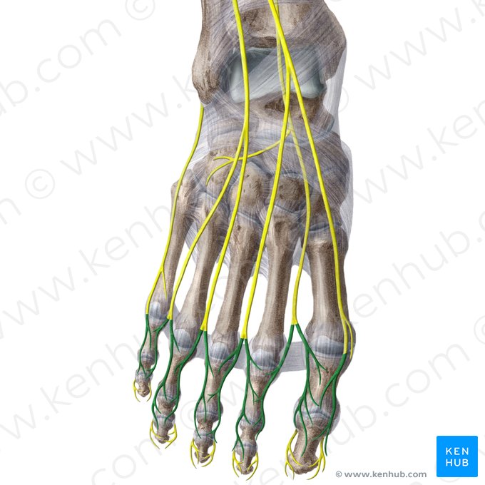 Dorsal digital nerves of foot (Nervi digitales dorsales pedis); Image: Liene Znotina