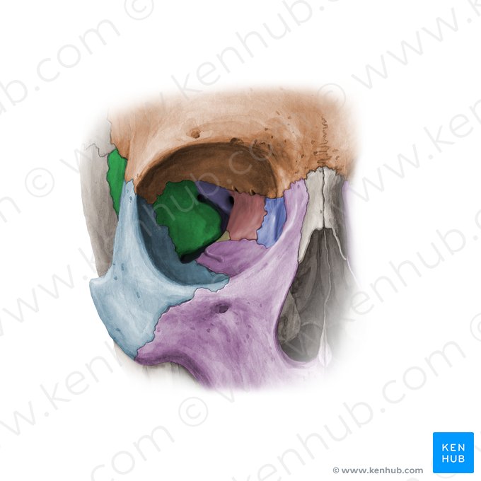 Greater wing of sphenoid bone (Ala major ossis sphenoidalis); Image: Paul Kim