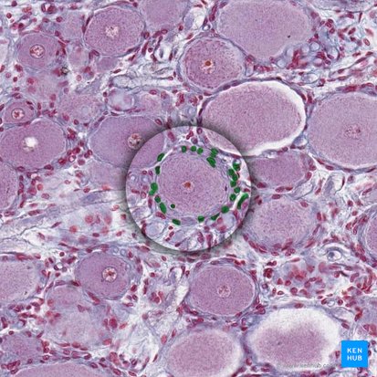 Cellule satellite (Gliocytus ganglionicus); Image : 