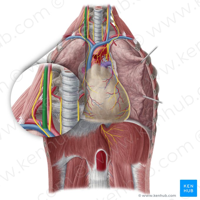 Veia jugular interna direita (Vena jugularis interna dextra); Imagem: Yousun Koh