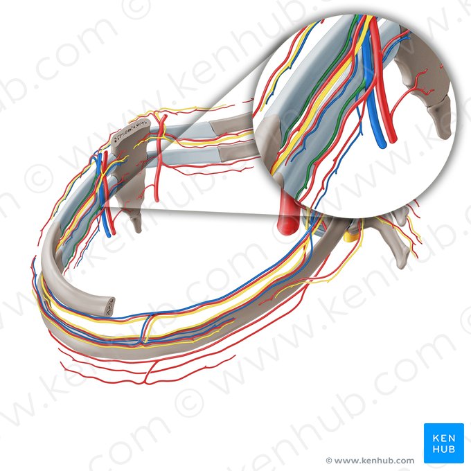 Vena intercostalis anterior (Vordere Zwischenrippenvene); Bild: Paul Kim