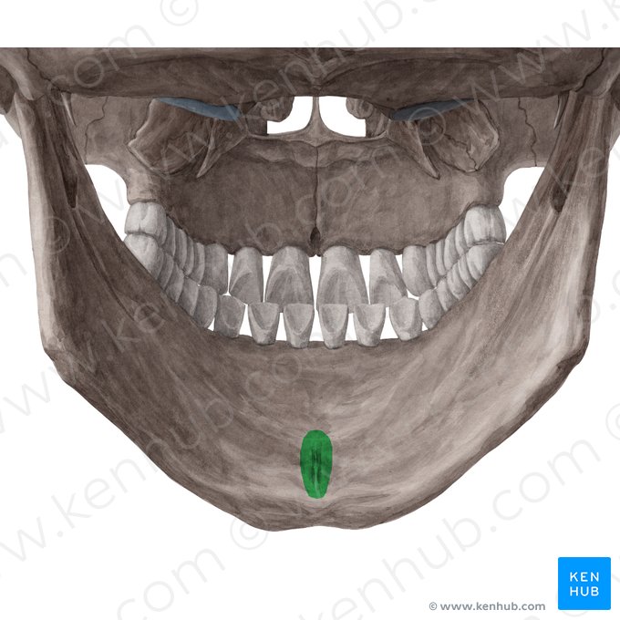 Spinae mentales mandibulae (Kinnstacheln des Unterkieferknochens); Bild: Yousun Koh