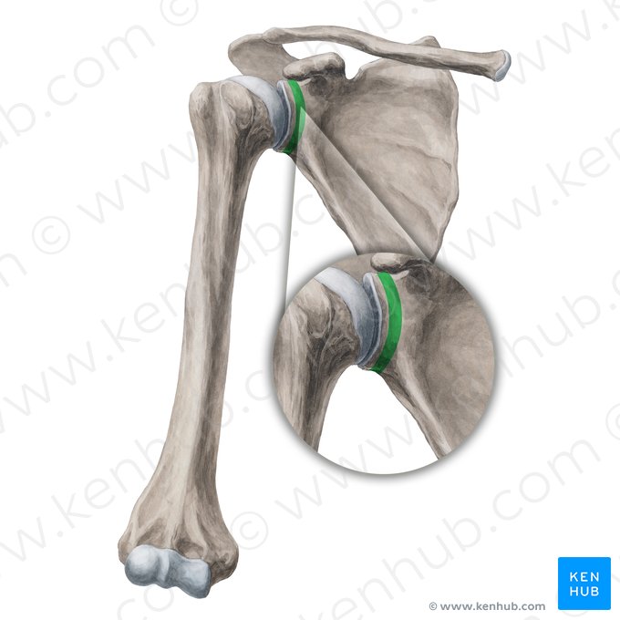 Cuello de la escápula (Collum scapulae); Imagen: Yousun Koh