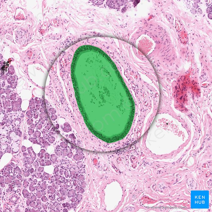 Conducto interlobulillar (Ductus interlobularis); Imagen: 