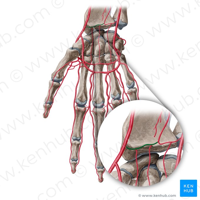 Rama carpiana palmar de la arteria radial (Ramus carpeus palmaris arteriae radialis); Imagen: Yousun Koh