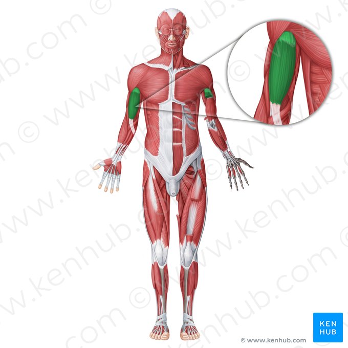 Músculo bíceps braquial (Musculus biceps brachii); Imagen: Irina Münstermann