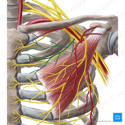 Medial pectoral nerve (Nervus pectoralis medialis); Image: Yousun Koh