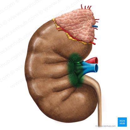 Hilum of kidney (Hilum renis); Image: Irina Münstermann
