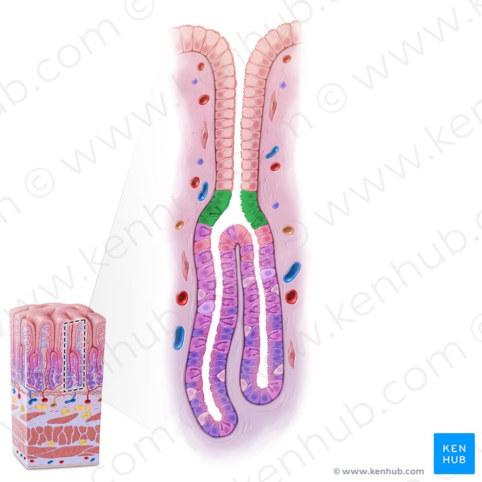 Isthme de la glande gastrique (Isthmus glandulae gastricae); Image : Paul Kim