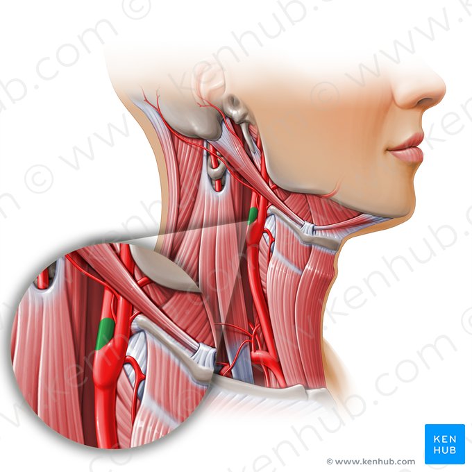 Seno carotídeo (Sinus carotidis); Imagen: Paul Kim