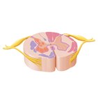 Gray matter of the spinal cord
