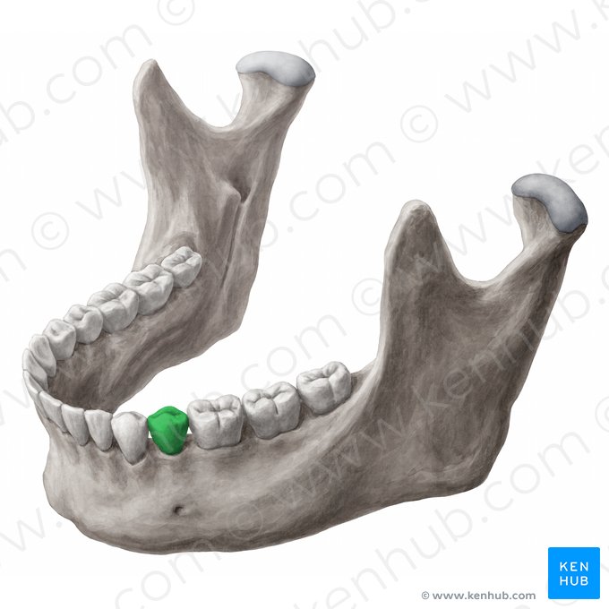 Mandibular left second premolar tooth (Dens premolaris secundus sinister mandibularis); Image: 