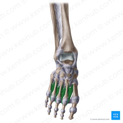 Músculos interósseos dorsais do pé (Musculi interossei dorsales pedis); Imagem: Liene Znotina