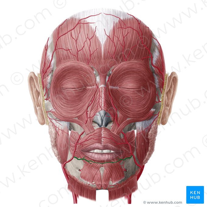 Depressor anguli oris Origin insertion and action Kenhub
