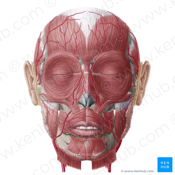 Inferior labial artery (Arteria labialis inferior); Image: Yousun Koh