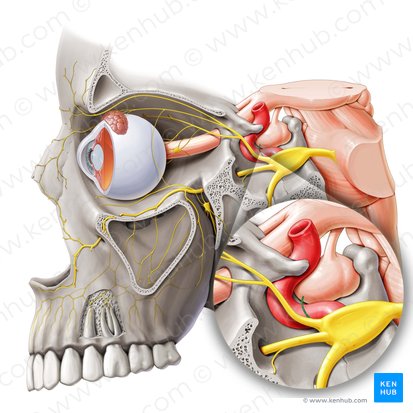 Ramo meníngeo recurrente del nervio oftálmico (Ramus tentorius nervi ophthalmici); Imagen: Paul Kim
