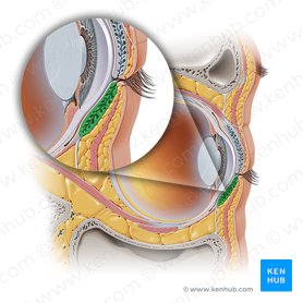 Tarsus inferior palpebrae (Untere Lidplatte); Bild: Paul Kim