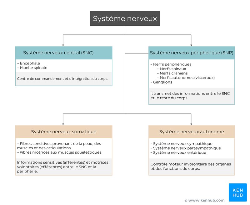 Décomposition du système nerveux (schéma)