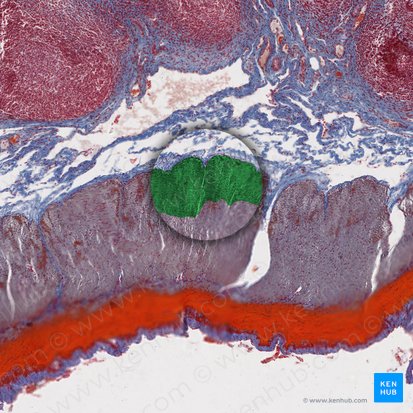 Camada circular interna da túnica muscular (Stratum circulare internum tunicae muscularis); Imagem: 