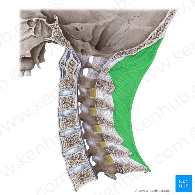 Ligamento nucal (Ligamentum nuchae); Imagem: Liene Znotina