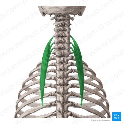 Musculus iliocostalis cervicis (Darmbein-Rippen-Muskel des Halses); Bild: Yousun Koh