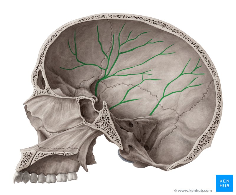 Sulcos arteriais (verde) - vista medial