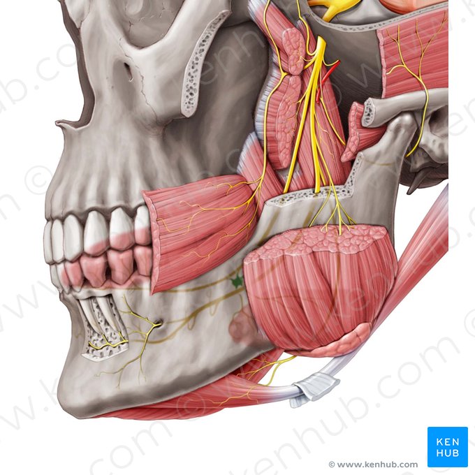 Ganglion submandibulare (Unterkieferganglion); Bild: Rebecca Betts