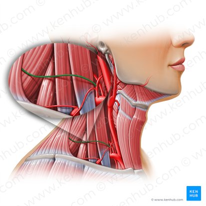 Transverse cervical artery (Arteria transversa colli); Image: Paul Kim