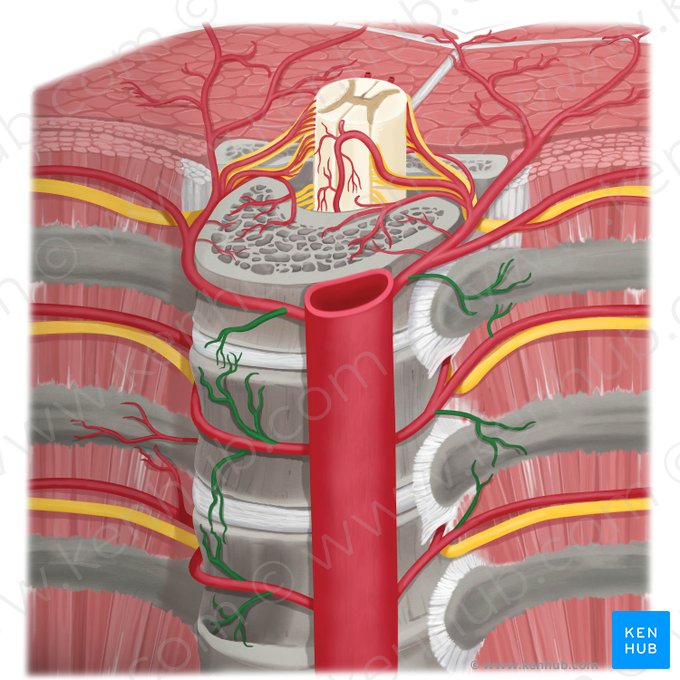 Arteriae periostales (Periostale Arterien); Bild: Rebecca Betts