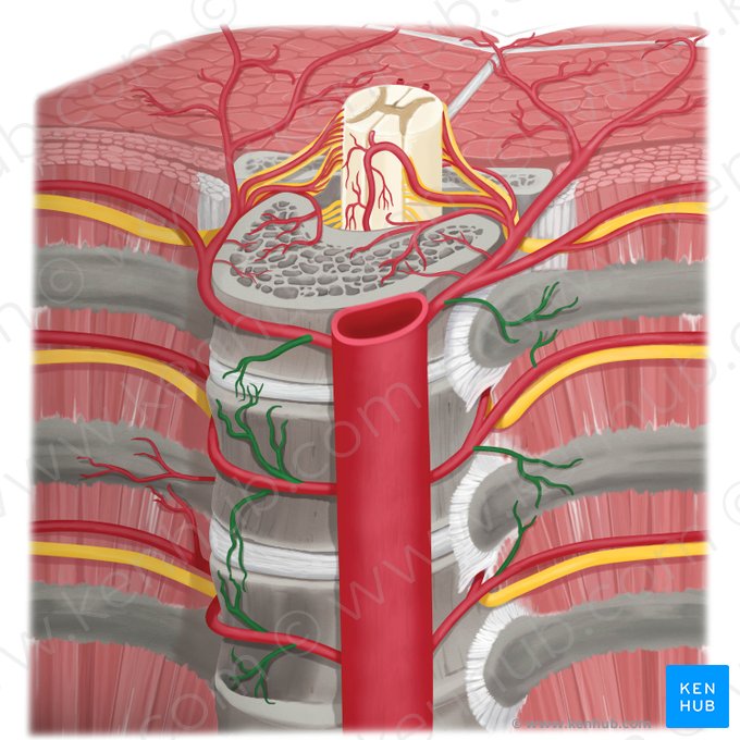 Arteria perióstica (Arteriae periostales); Imagen: Rebecca Betts