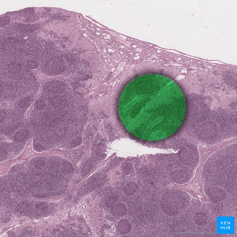 Medulla - histological slide