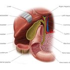 Common disorders of the biliary system