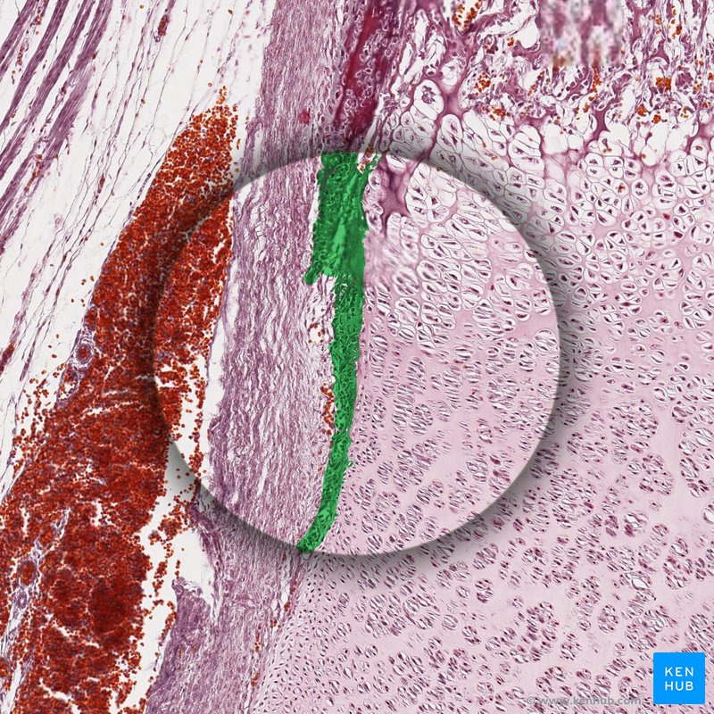 Fibrocartilage (histological slide)