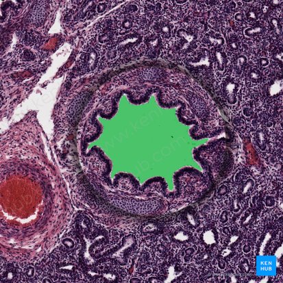 Lumen bronchi fetalis (Lumen des fetalen Bronchus); Bild: 