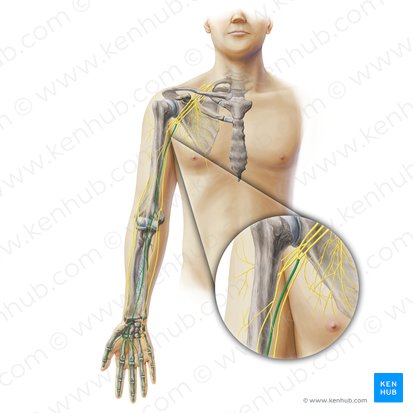 Median nerve: Anatomy, origin, branches, course