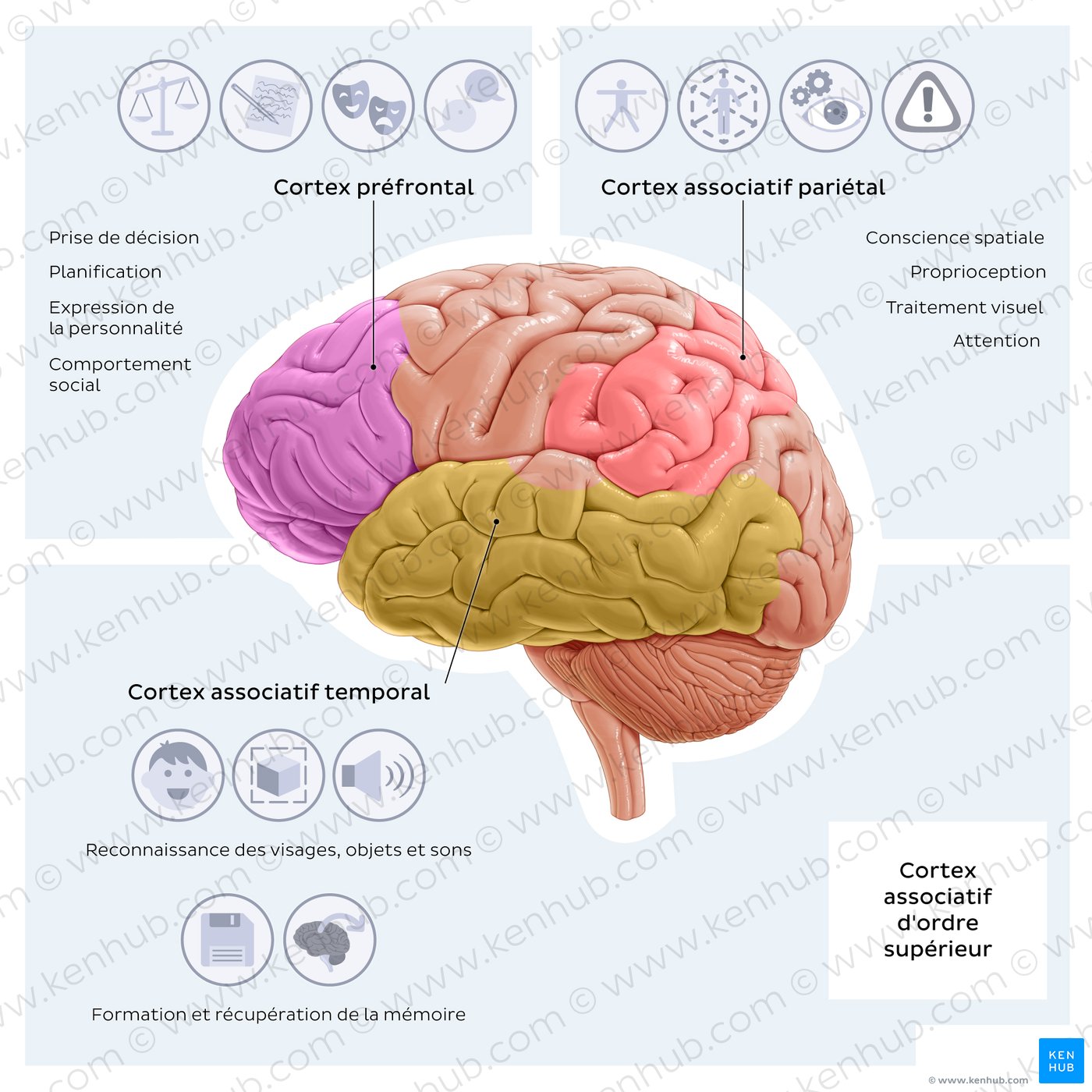Diagram of the brain showing the high order association cortical areas and their functions. 